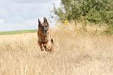 BERGER ALLEMAND 228